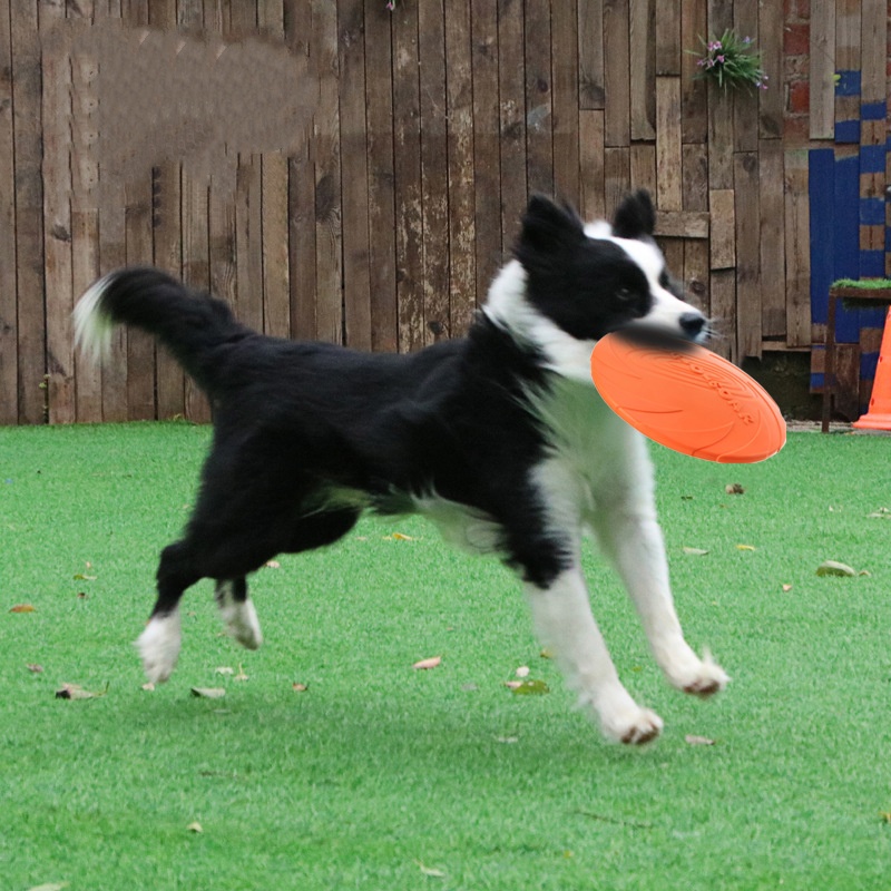 لعبة الصحن الطائر من السيليكون - مراجعة Indestructible Dog Chew Toy وسعره